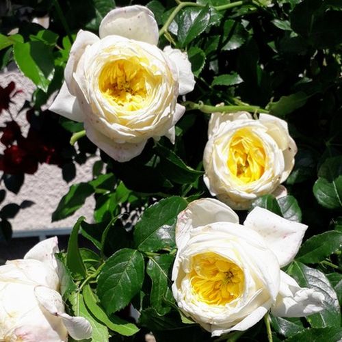 Rosa de fragancia intensa - Rosa - Amnesty International - Comprar rosales online